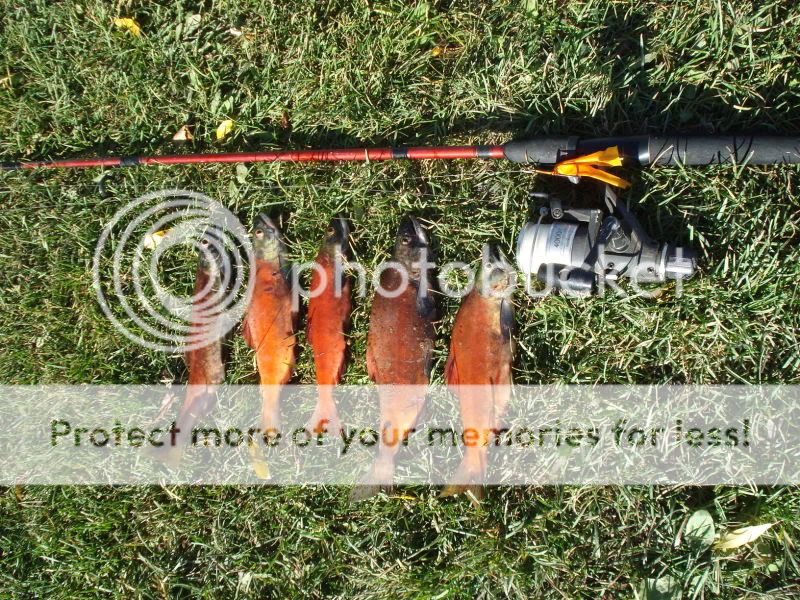 Kokanee snagging season Bushcraft USA Forums